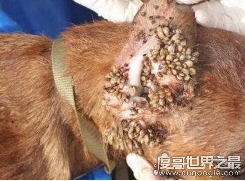 超恶心的蜱虫狗图片，看完整个人都精神了(进入须谨慎)