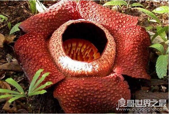 真实的食人花图片大全,散发一种腐烂尸体的味道(让人以为它吃人)