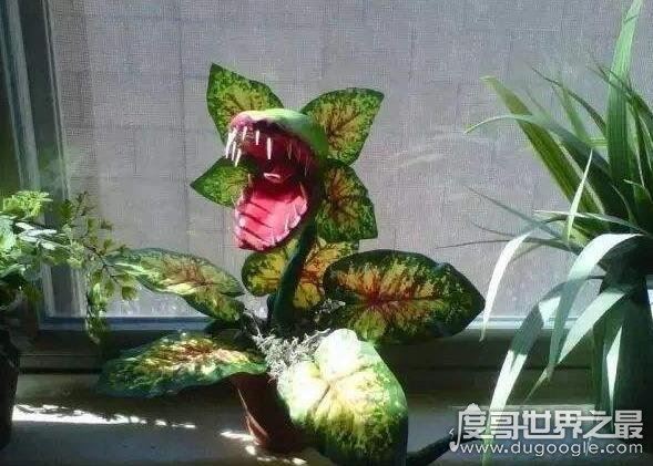 真实的食人花图片大全,散发一种腐烂尸体的味道(让人以为它吃人)