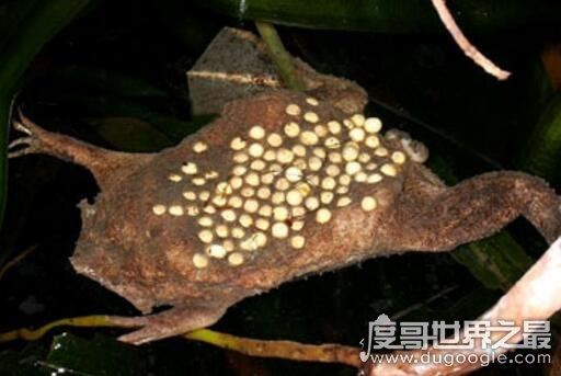 最恶心的动物琵琶蟾蜍(负子蟾)，超重口味图(请慎入)