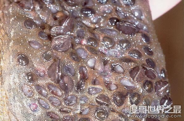 最恶心的动物琵琶蟾蜍(负子蟾)，超重口味图(请慎入)