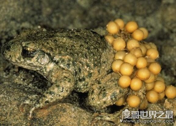 最恶心的动物琵琶蟾蜍(负子蟾)，超重口味图(请慎入)