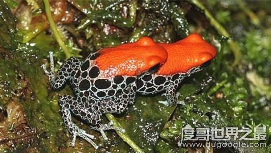 南美箭毒蛙的天敌是什么，能免疫蛙毒的蛇(专杀幼年箭毒蛙)