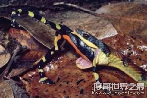 南美箭毒蛙的天敌是什么，能免疫蛙毒的蛇(专杀幼年箭毒蛙)