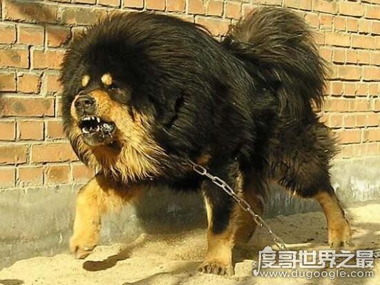 藏獒吃主人事件真相,唤醒主人无果却兽性大发