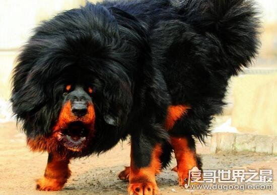 藏獒吃主人事件真相，唤醒主人无果却兽性大发