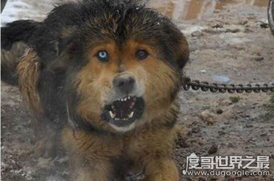 藏獒吃主人事件真相，唤醒主人无果却兽性大发