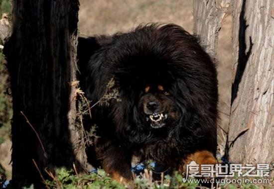 藏獒吃主人事件真相,唤醒主人无果却兽性大发