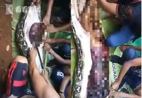 世界上最大的蛇吃人，印尼巨蟒吞人事件回顾(真实案例)