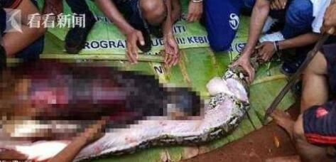 世界上最大的蛇吃人，印尼巨蟒吞人事件回顾(真实案例)