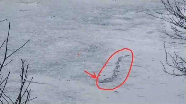 冰岛水怪，游走在冰面上的巨型蟒蛇(未解之谜)