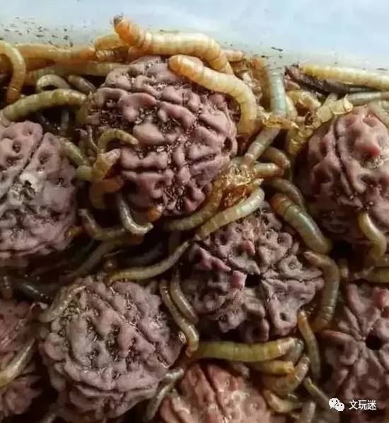 恶心虫子图片，看完十天不想吃饭(令人作呕)