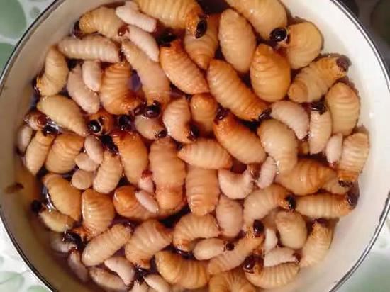 恶心虫子图片，看完十天不想吃饭(令人作呕)