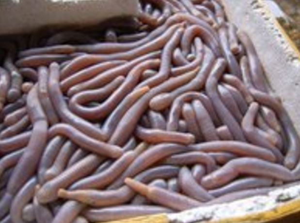 恶心虫子图片，看完十天不想吃饭(令人作呕)