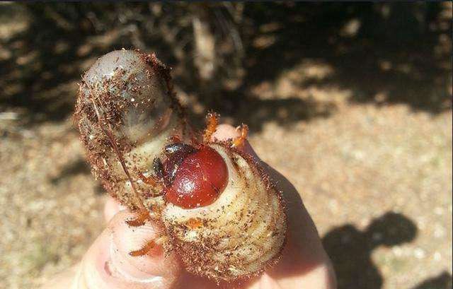 恶心虫子图片，看完十天不想吃饭(令人作呕)