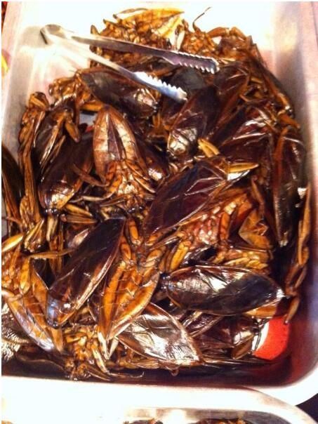 恶心虫子图片，看完十天不想吃饭(令人作呕)