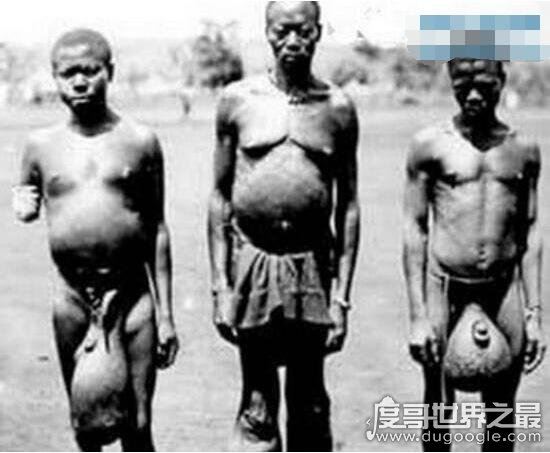 非洲原始部落巨阴族的秘密,从小舔食母牛蜜汁直至婚后