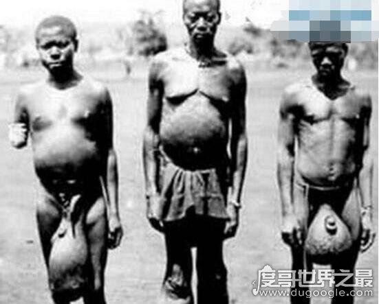 非洲原始部落巨阴族的秘密，从小舔食母牛蜜汁直至婚后