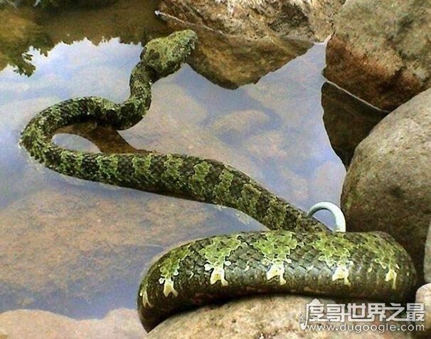 世界上最长毒蛇排名,最大一条眼镜王蛇长达6米重70斤