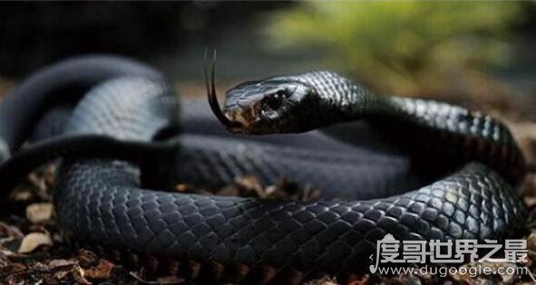 世界上最长毒蛇排名，最大一条眼镜王蛇长达6米重70斤