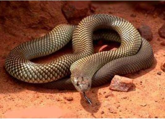 世界上最长毒蛇排名，最大一条眼镜王蛇长达6米重70斤