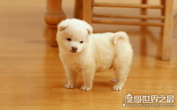 房间有鬼的十大特征，动物感应敏锐（性情突变）