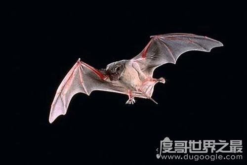 sars萨斯死了多少人,全球sars死亡人数919例(中国死亡829人)