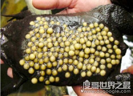 能把人恶心到吐的图片，世界十大最恶心的图片(胆小勿入)