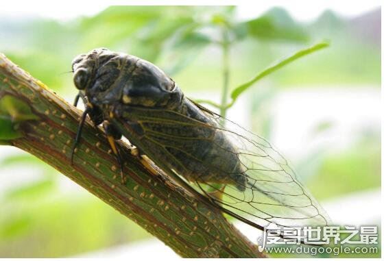 知了图片大全,这种看起来丑陋恐怖的昆虫是许多人追捧的美食