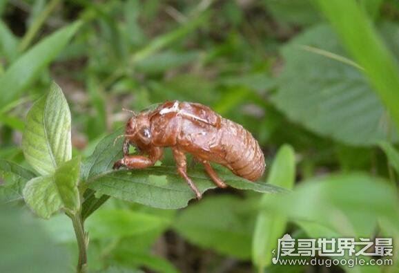 知了图片大全，这种看起来丑陋恐怖的昆虫是许多人追捧的美食