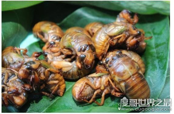 知了图片大全，这种看起来丑陋恐怖的昆虫是许多人追捧的美食