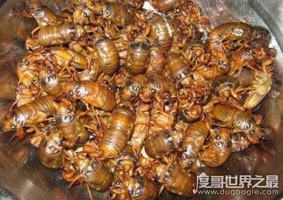 知了图片大全，这种看起来丑陋恐怖的昆虫是许多人追捧的美食