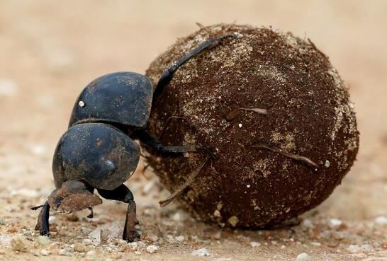 屎壳郎图片大全,各种各样的屎壳郎(图片重口味慎点)
