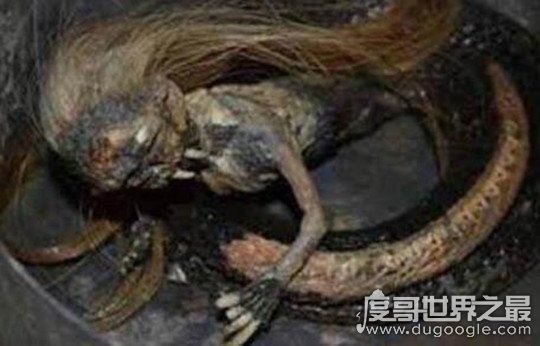 人头蛇身是真的吗,只存在于神话传说中(女娲和美杜莎)