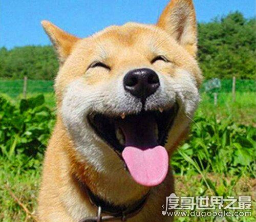 smile.jpg微笑狗原图为什么吓人,背景阴暗/眼神恐怖/表情狰狞