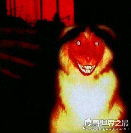 smile.jpg微笑狗原图为什么吓人,背景阴暗/眼神恐怖/表情狰狞