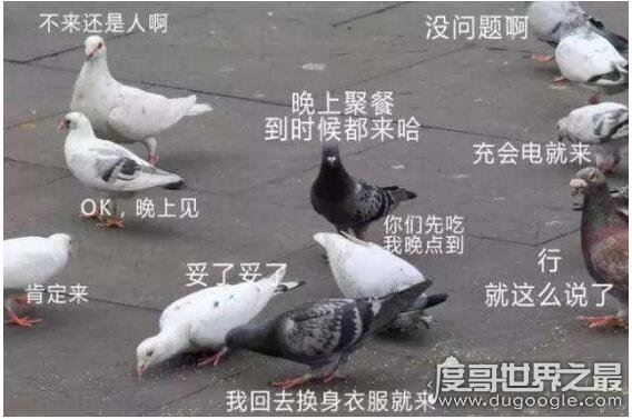 爽约是什么意思，就是指没能履行约会(与放鸽子一个意思)