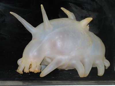 海猪图片，在海里生存近乎透明的奇怪小猪（渤海河神）