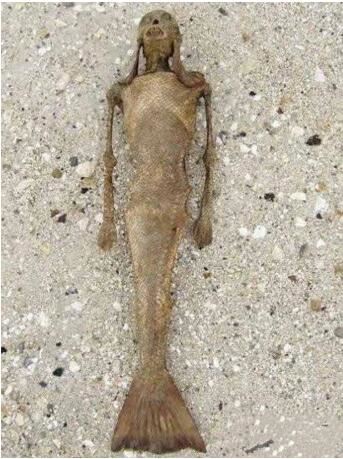 美人鱼图片大全，美人鱼真身吓人图片(原来并不美)