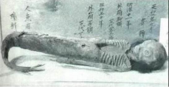 美人鱼图片大全，美人鱼真身吓人图片(原来并不美)