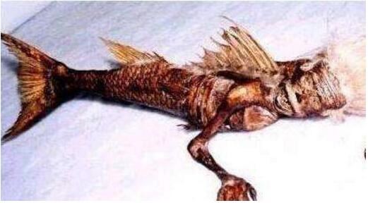 美人鱼图片大全，美人鱼真身吓人图片(原来并不美)