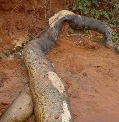 09年桂平挖蛇事件，施工队挖出重600斤/长16米巨蛇乃谣言