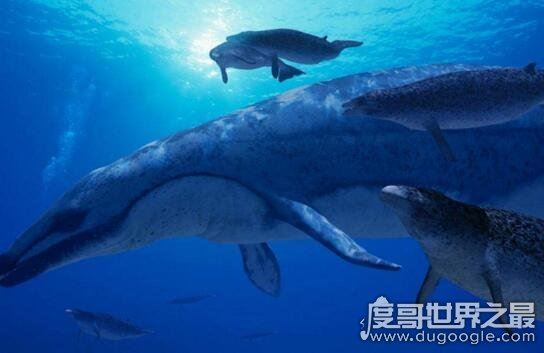 史前海洋霸主伊西斯龙王鲸，全球最大的掠食动物