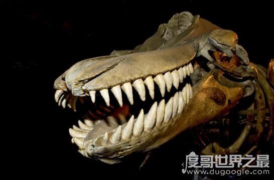 史前海洋霸主伊西斯龙王鲸，全球最大的掠食动物