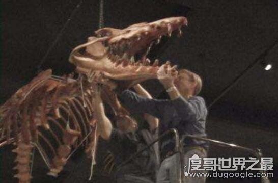 史前海洋霸主伊西斯龙王鲸,全球最大的掠食动物