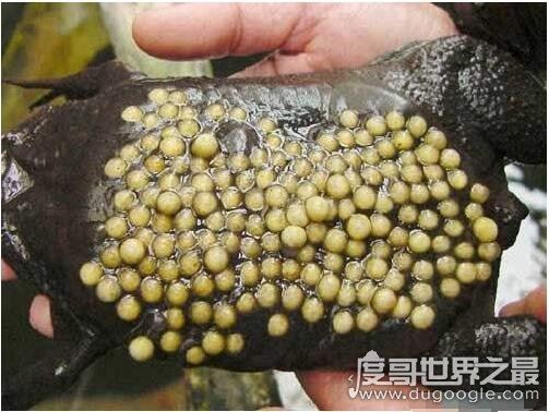 史上最恶心的图片，莲蓬乳/空手指超恶心图片合集(慎入)