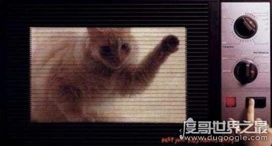 微波炉虐猫事件,死变态将猫咪活活烤熟致死
