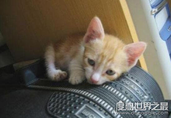 微波炉虐猫事件，死变态将猫咪活活烤熟致死