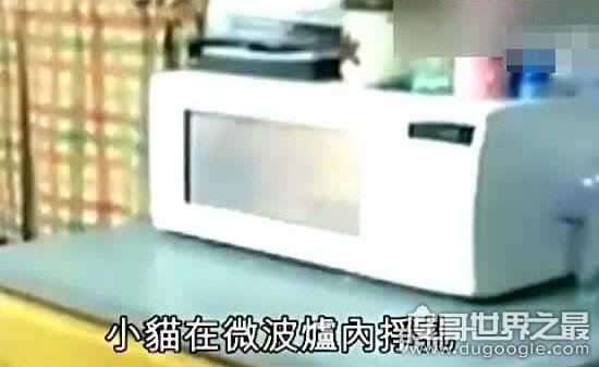 微波炉虐猫事件，死变态将猫咪活活烤熟致死
