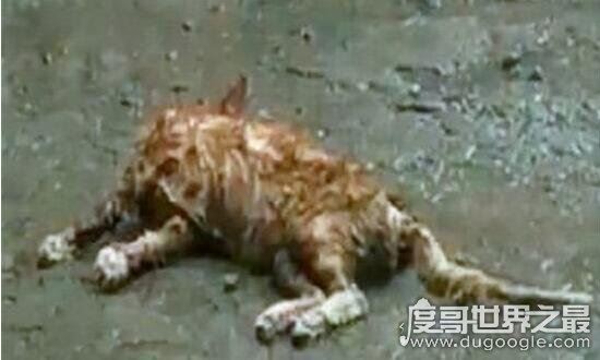 微波炉虐猫事件,死变态将猫咪活活烤熟致死